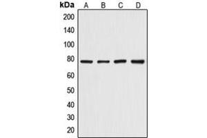 Western blot analysis of Artemis (pS516) expression in HepG2 (A), HeLa (B), mouse skeletal muscle (C), rat skeletal muscle (D) whole cell lysates. (DCLRE1C 抗体  (pSer516))