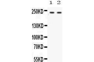 Observed bind size: 227KD (Otoferlin 抗体  (C-Term))
