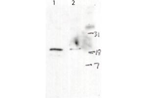 Western Blot of Rabbit anti-H2AXpS139 antibody. (H2AFX 抗体  (C-Term))