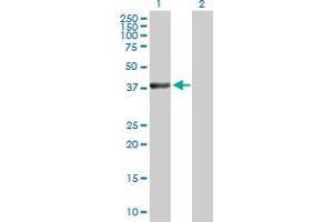 Western Blot analysis of MAP2K3 expression in transfected 293T cell line by MAP2K3 MaxPab polyclonal antibody. (MAP2K3 抗体  (AA 1-347))