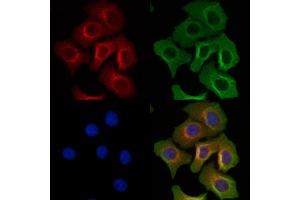 anti-N-terminal EF-Hand Calcium Binding Protein 2 (NECAB2) (Internal Region) antibody