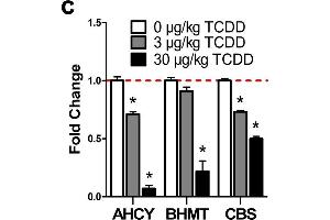 TCDD elicited effects on the hepatic metabolism of homocysteine. (AHCY 抗体  (AA 253-432))