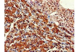 Immunohistochemistry of paraffin-embedded human adrenal gland tissue using ABIN7154668 at dilution of 1:100 (GNG11 抗体  (AA 1-70))