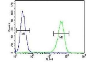 AMACR antibody flow cytometric analysis of MDA-MB231 cells (green) compared to a negative control (blue). (AMACR 抗体  (AA 323-351))