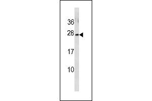 GINS3 Antibody (C-term) (ABIN1881374 and ABIN2843312) western blot analysis in MCF-7 cell line lysates (35 μg/lane). (GINS3 抗体  (C-Term))