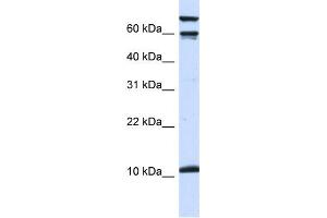 Western Blotting (WB) image for anti-Galanin Prepropeptide (GAL) antibody (ABIN2460110) (GAL 抗体)