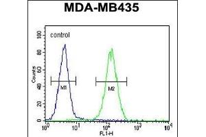 SMYD4 Antibody (C-term) (ABIN655528 and ABIN2845041) flow cytometric analysis of MDA-M cells (right histogram) compared to a negative control cell (left histogram). (SMYD4 抗体  (C-Term))