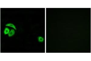 Immunofluorescence analysis of A549 cells, using RPL27A Antibody. (RPL27A 抗体  (AA 99-148))