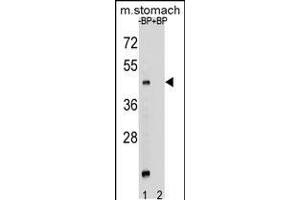 Western blot analysis of MBOAT4 Antibody Pab pre-incubated without(lane 1) and with(lane 2) blocking peptide in mouse stomach tissue lysate (MBOAT4 抗体  (AA 258-287))