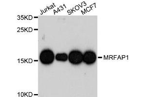 Western blot analysis of extracts of various cell lines, using MRFAP1 antibody. (MRFAP1 抗体  (AA 1-127))