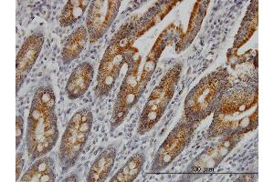 Immunoperoxidase of monoclonal antibody to COX6C on formalin-fixed paraffin-embedded human small Intestine. (COX6C 抗体  (AA 1-75))