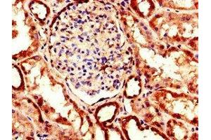 Immunohistochemistry of paraffin-embedded human kidney tissue using ABIN7151457 at dilution of 1:100 (EHD2 抗体  (AA 401-543))