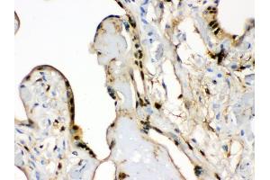 Anti- S100 alpha 6 Picoband antibody, IHC(P) IHC(P): Human Placenta Tissue (S100A6 抗体  (AA 1-90))