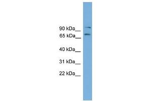 WB Suggested Anti-Eomes Antibody Titration:  0.