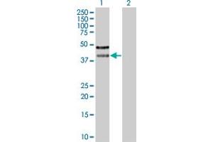 Western Blot analysis of ZFC3H1 expression in transfected 293T cell line by ZFC3H1 MaxPab polyclonal antibody. (ZFC3H1 抗体  (AA 1-358))
