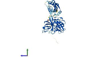 AlphaFold protein structure predicition of Mouse Recombinant Tmprss11f Protein, UniprotID Q8BHM9