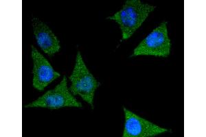 Immunofluorescence (Cultured Cells) (IF (cc)) image for anti-14-3-3 epsilon (YWHAE) antibody (ABIN5557280)