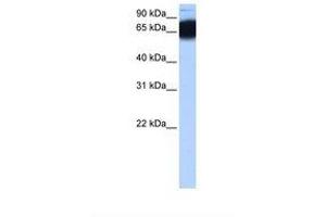 Image no. 1 for anti-Zinc Finger Protein 90 (ZNF90) (AA 92-141) antibody (ABIN6739345) (ZNF90 抗体  (AA 92-141))