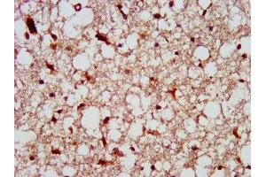 IHC image of ABIN7174093 diluted at 1:300 and staining in paraffin-embedded human brain tissue performed on a Leica BondTM system. (PTPN13 抗体  (AA 1965-2173))