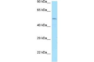 WB Suggested Anti-DRD1 Antibody Titration: 1. (Dopamine Receptor d1 抗体  (N-Term))
