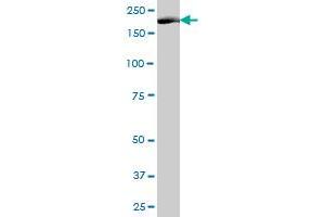 NUMA1 MaxPab polyclonal antibody. (NUMA1 抗体  (AA 1-1193))