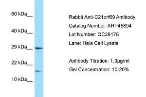 Western Blotting (WB) image for anti-Chromosome 21 Open Reading Frame 67 (C21orf67) (N-Term) antibody (ABIN2782403) (C21orf69 抗体  (N-Term))