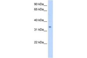 Western Blotting (WB) image for anti-Methylsterol Monooxygenase 1 (MSMO1) antibody (ABIN2463008) (SC4MOL 抗体)
