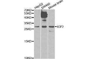 IGF2 抗体  (AA 25-180)