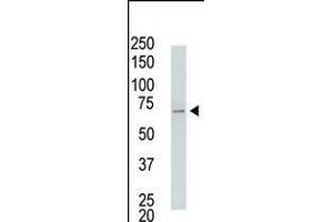 Antibody is used in Western blot to detect USP2 in USP2-transfected HeLa cell lysates. (USP2 抗体  (C-Term))