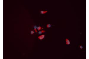 ABIN6276063 staining HEPG2 cells by ICC/IF. (NPY5R 抗体  (Internal Region))