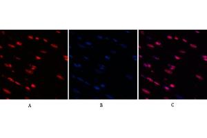 Immunofluorescence analysis of rat heart tissue.