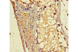 Immunohistochemistry of paraffin-embedded human testis tissue using ABIN7154785 at dilution of 1:100 (GBP6 抗体  (AA 401-600))