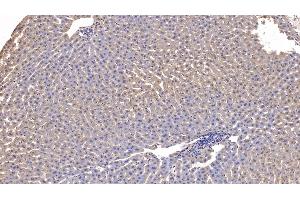 Detection of APOA1 in Rabbit Liver Tissue using Monoclonal Antibody to Apolipoprotein A1 (APOA1) (APOA1 抗体  (AA 25-265))