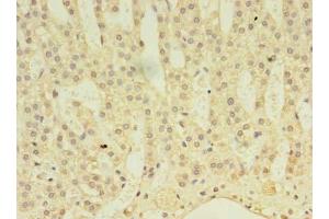 Immunohistochemistry of paraffin-embedded human adrenal gland tissue using ABIN7143044 at dilution of 1:100 (ABLIM3 抗体  (AA 266-544))