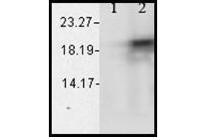 Western blot analysis of Alpha B Crystallin showing its absolte specificity. (CRYAB ELISA 试剂盒)