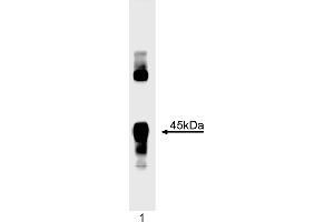 Western Blotting (WB) image for anti-Myogenic Differentiation 1 (MYOD1) antibody (ABIN967403) (MYOD1 抗体)