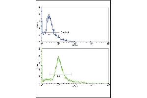 Flow cytometric analysis of hela cells using HMGCS1 Antibody (C-term)(bottom histogram) compared to a negative control cell (top histogram). (HMGCS1 抗体  (C-Term))