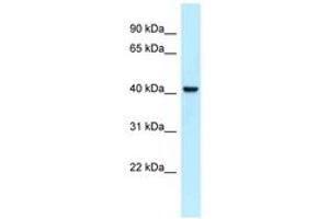 Image no. 1 for anti-N-terminal EF-Hand Calcium Binding Protein 2 (NECAB2) (AA 242-291) antibody (ABIN6747854) (NECAB2 抗体  (AA 242-291))