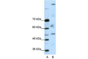 WB Suggested Anti-PEG3  Antibody Titration: 0. (PEG3 抗体  (C-Term))