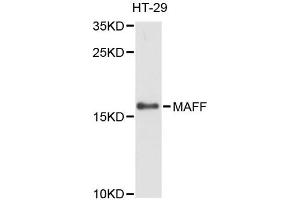 Western blot analysis of extracts of HT-29 cells, using MAFF antibody (ABIN6293093) at 1:3000 dilution. (MafF 抗体)