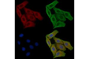 ABIN6256932 and ABIN6275042 staining Hela cells by IF/ICC. (Coxsackie Adenovirus Receptor 抗体  (N-Term))