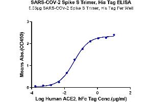 Immobilized SARS-COV-2 Spike S Trimer at 0.
