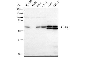 Western blotting analysis using Src antibody (ABIN7800053). (Recombinant Src 抗体)