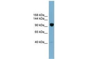 Image no. 1 for anti-Oxysterol Binding Protein-Like 8 (OSBPL8) (AA 755-804) antibody (ABIN6743303) (OSBPL8 抗体  (AA 755-804))