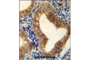 AHCY Antibody (N-term) (ABIN655151 and ABIN2844771) immunohistochemistry analysis in formalin fixed and paraffin embedded human uterus tissue followed by peroxidase conjugation of the secondary antibody and DAB staining. (AHCY 抗体  (N-Term))