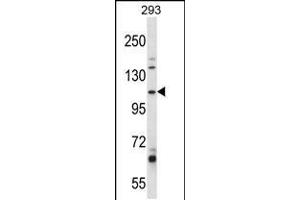 Western blot analysis in 293 cell line lysates (35ug/lane). (B4GALNT3 抗体  (AA 555-584))