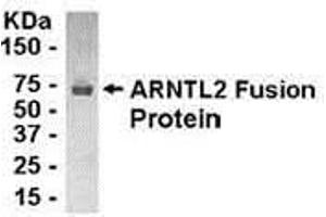 Western Blotting (WB) image for anti-Aryl Hydrocarbon Receptor Nuclear Translocator-Like 2 (ARNTL2) (AA 8-100) antibody (ABIN2468187) (ARNTL2 抗体  (AA 8-100))