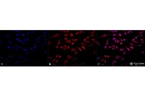 Immunocytochemistry/Immunofluorescence analysis using Rabbit Anti-GRP78 Polyclonal Antibody (ABIN361824 and ABIN361825). (GRP78 抗体)