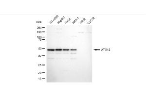 Western blotting analysis using ATG12 antibody (ABIN7797706).