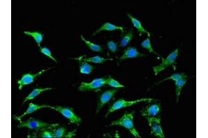 Immunofluorescent analysis of Hela cells using ABIN7156561 at dilution of 1:100 (IFNA2 抗体  (AA 24-188))